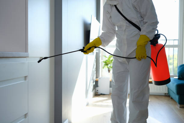 Best Crawl Space Mold Removal  in Wood Dale, IL